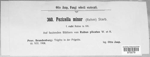 Eupezizella minor image